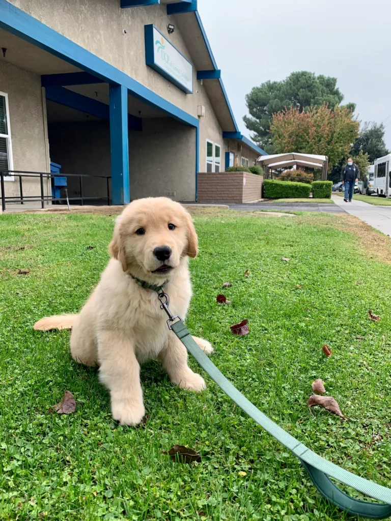 Lola is Gone-With-the-Wind fabulous!
